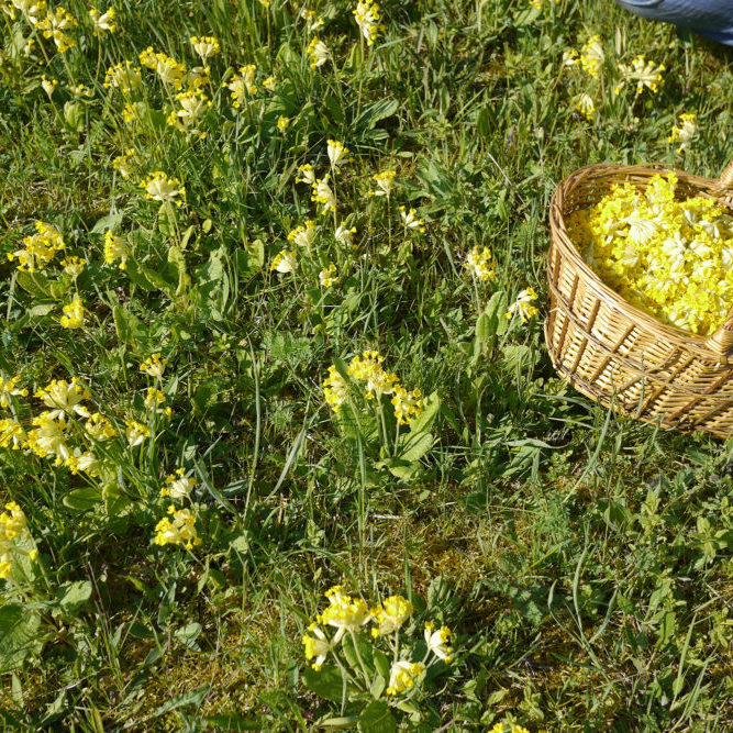 cueillette primevères cueillette primevères